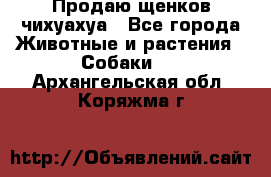 Продаю щенков чихуахуа - Все города Животные и растения » Собаки   . Архангельская обл.,Коряжма г.